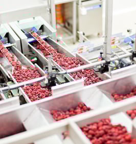 Image showing a food production line of red potatoes