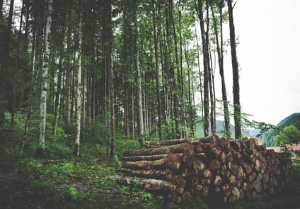 Logging Materials in Forest