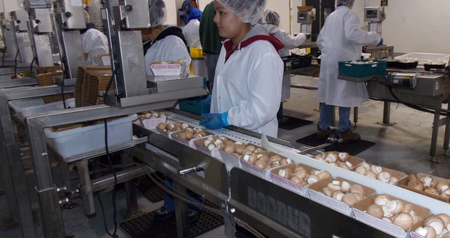 Image of Mushroom Packaging Conveyor System