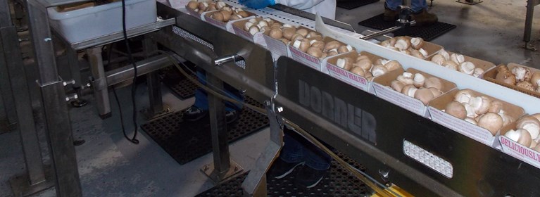 Mushroom Packaging Conveyor System dorner logo crop(2) (002)